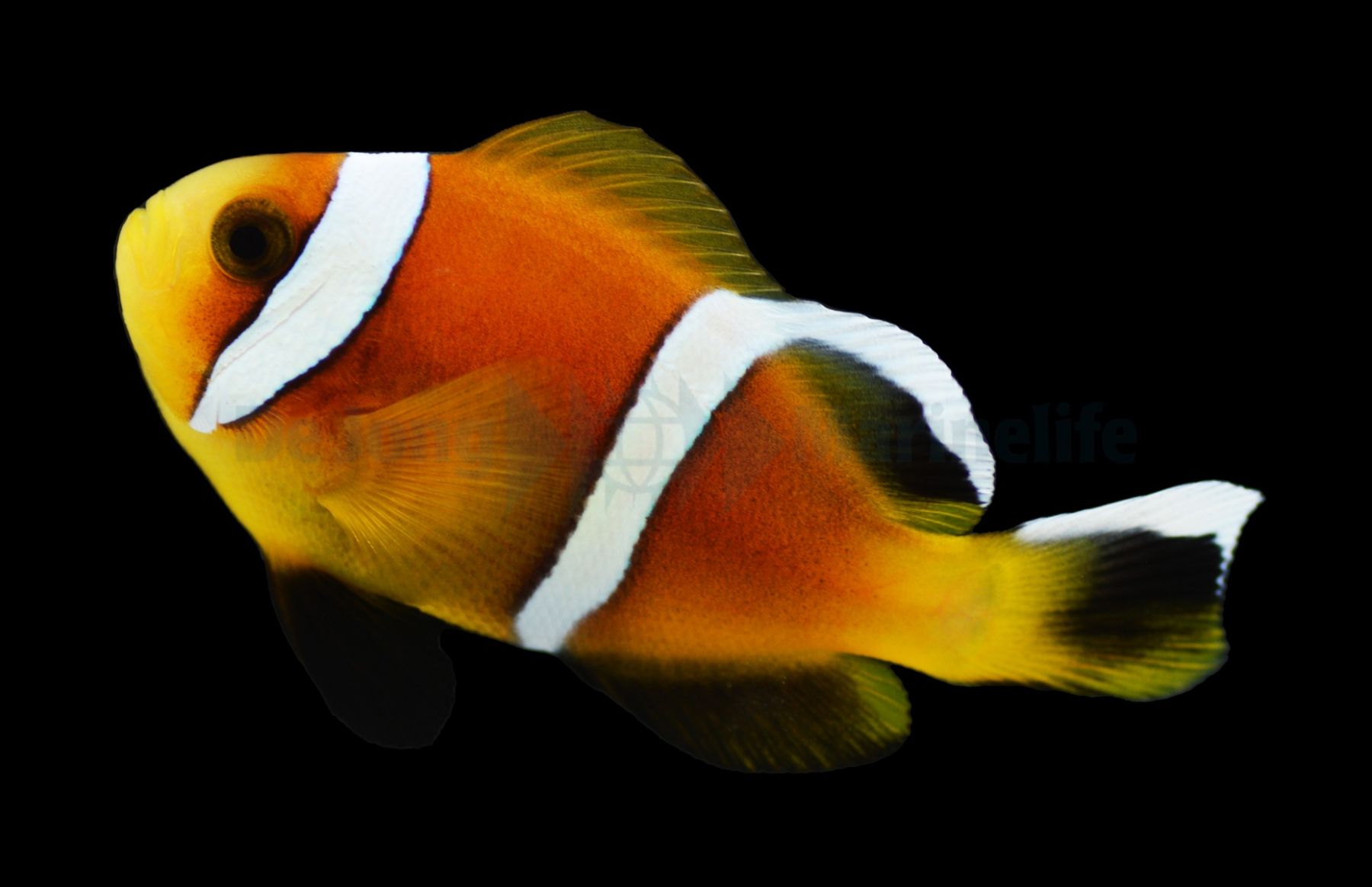 Amphiprion omanensis Nachzucht